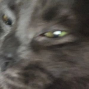 Meet your Posher, Adalberto